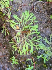 Riccia canaliculata