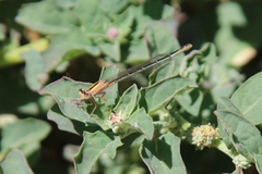 Ischnura fluviatilis