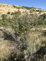 Crataegus douglasii