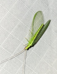 Chrysoperla rufilabris