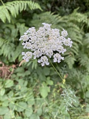 Angelica genuflexa