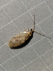 Hemerobius