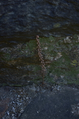 Umbilicus rupestris