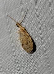 Hemerobius