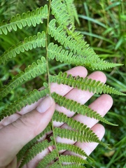 Athyriaceae