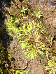 Riccia canaliculata