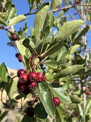 Crataegus douglasii