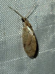 Hemerobius