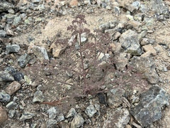 Lomatium cuspidatum