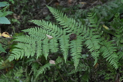 Dryopteris expansa