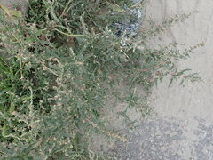 Atriplex tatarica