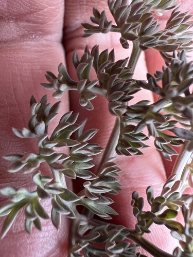 Image of Lomatium cuspidatum by no rights reserved