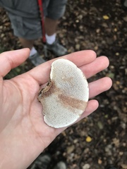 Daedaleopsis confragosa