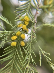 Taxodiomyia
