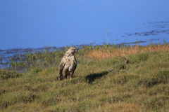Buteo hemilasius