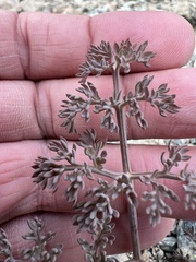 Lomatium cuspidatum