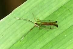 Miasa wallacei