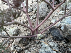 Lomatium cuspidatum