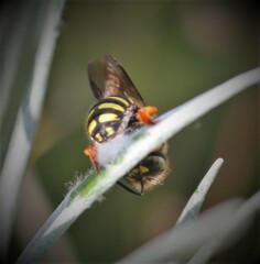 Anthidium oblongatum