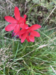 Hesperantha coccinea
