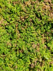 Riccia canaliculata
