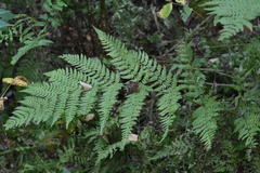 Dryopteris expansa