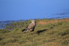 Buteo hemilasius