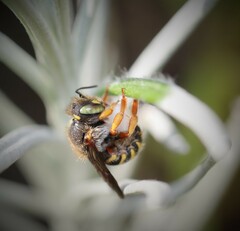 Anthidium oblongatum