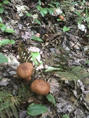 Cortinarius armillatus