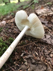 Amanita fulva
