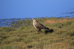 Buteo hemilasius