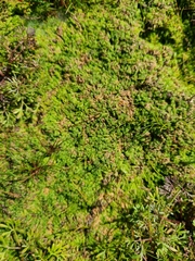 Riccia canaliculata
