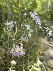 Eucephalus engelmannii