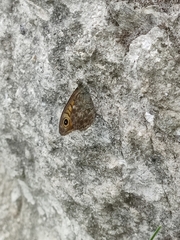Lasiommata