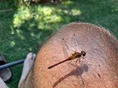 Sympetrum vicinum