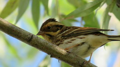 Emberiza rustica