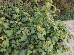 Xanthium orientale