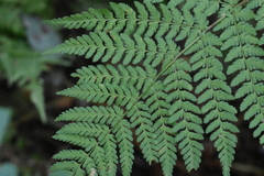 Dryopteris expansa