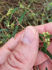 Euphorbia nutans