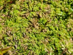 Riccia canaliculata