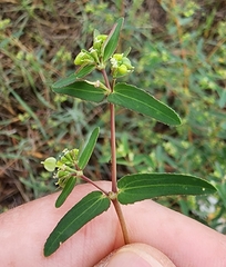 Euphorbia nutans