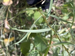 Eucephalus engelmannii