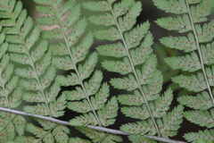 Dryopteris expansa