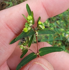 Euphorbia nutans