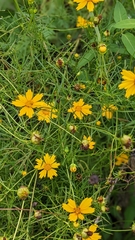 Coreopsis grandiflora
