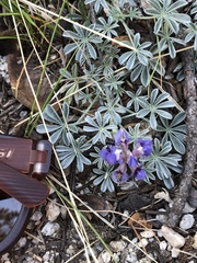 Lupinus lepidus