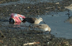 Calidris ferruginea