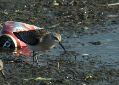 Calidris ferruginea