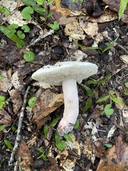 Xanthoconium stramineum