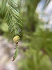 Taxodiomyia cupressiananassa